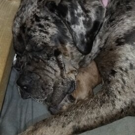 Cane Corso - Both