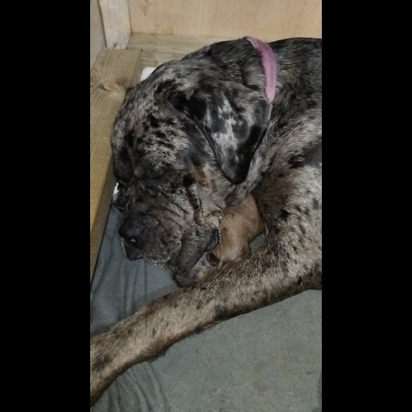 Cane Corso - Both