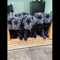 Cane Corso