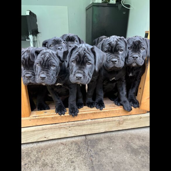 Cane Corso