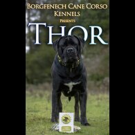 Cane Corso
