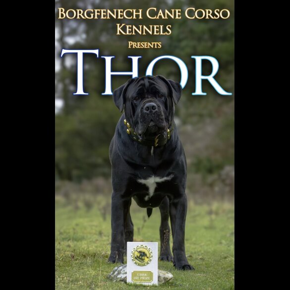 Cane Corso