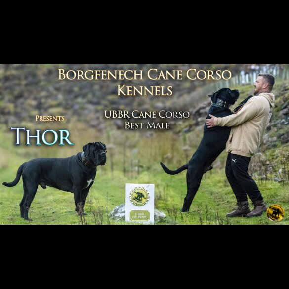 Cane Corso