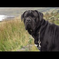 Cane Corso