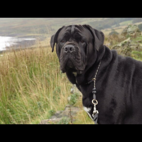 Cane Corso