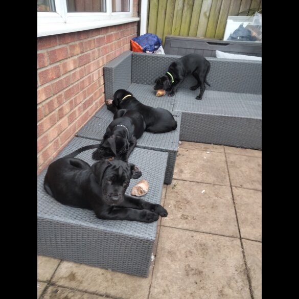 Cane Corso - Both