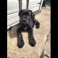 Cane Corso - Both