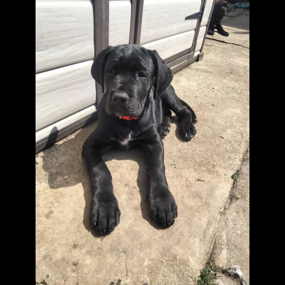 Cane Corso - Both