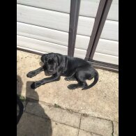 Cane Corso - Both