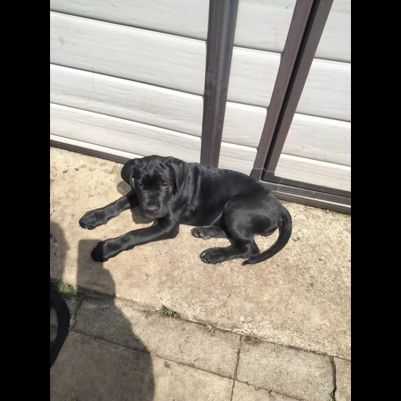 Cane Corso - Both