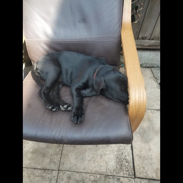 Cane Corso - Both