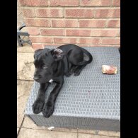 Cane Corso - Both