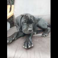 Cane Corso - Both