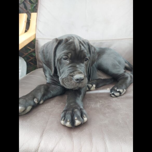 Cane Corso - Both