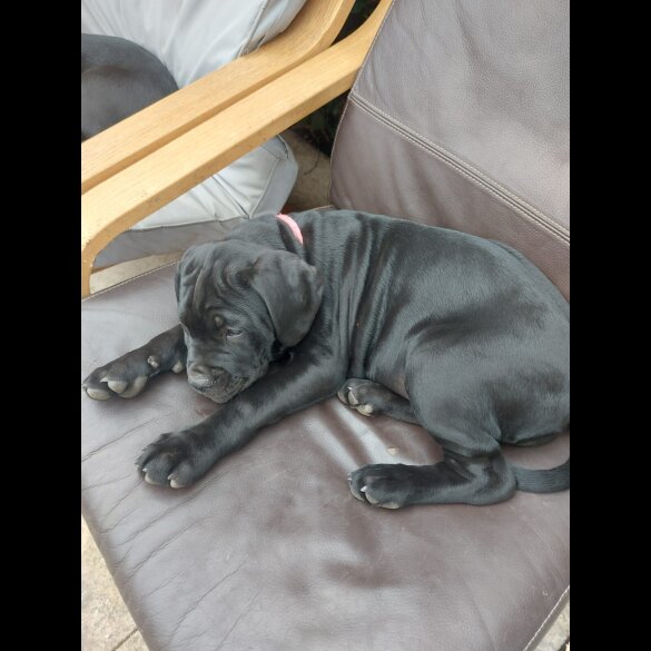 Cane Corso - Both