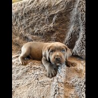 Cane Corso - Both