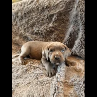 Cane Corso - Both