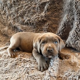 Cane Corso - Both