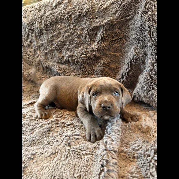 Cane Corso - Both
