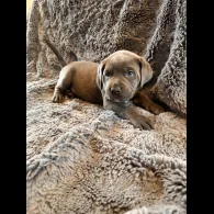 Cane Corso - Both