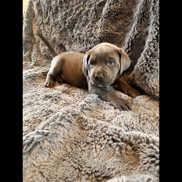 Cane Corso - Both