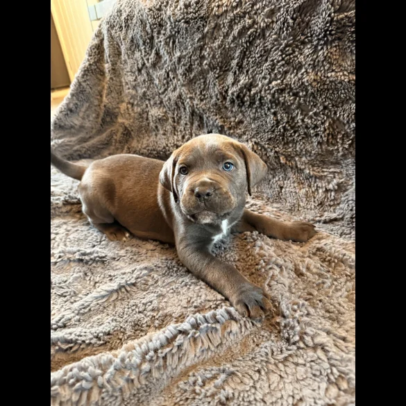 Cane Corso - Both