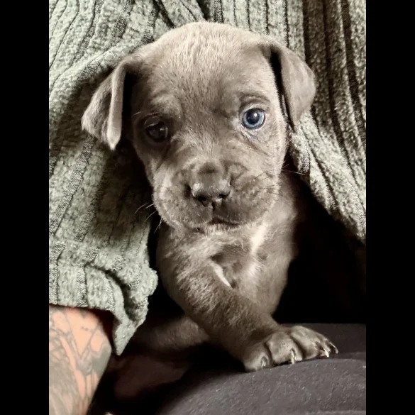 Cane Corso - Both