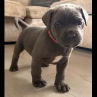 Cane Corso - Both