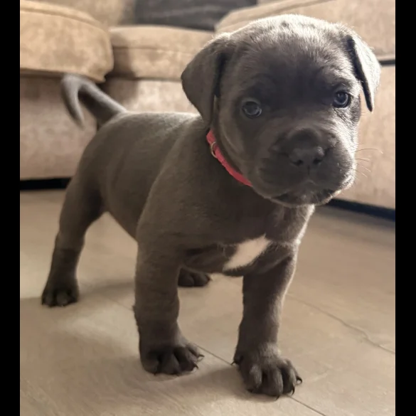 Cane Corso - Both