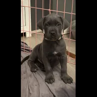 Cane Corso - Both