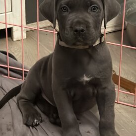 Cane Corso - Both