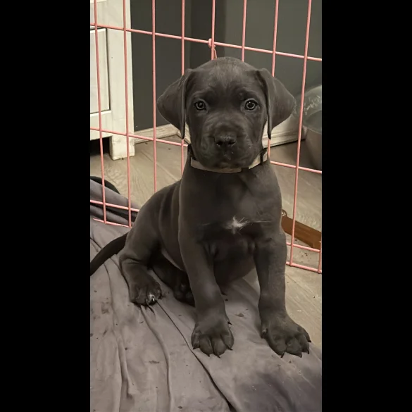 Cane Corso - Both