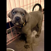 Cane Corso - Both