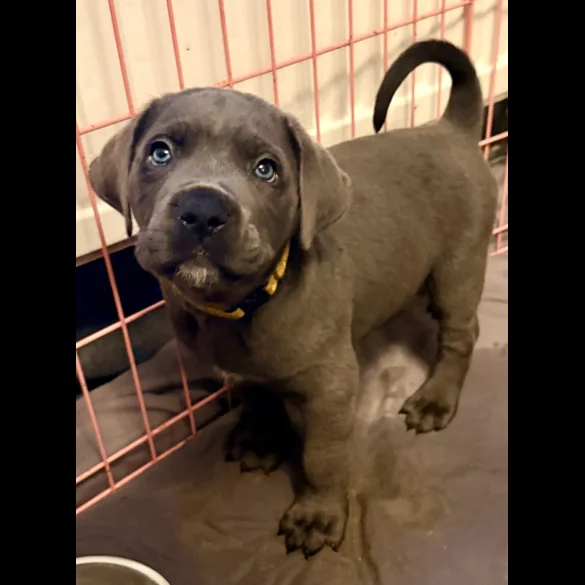 Cane Corso - Both