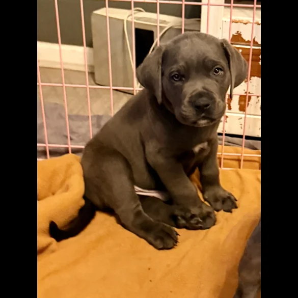 Cane Corso - Both