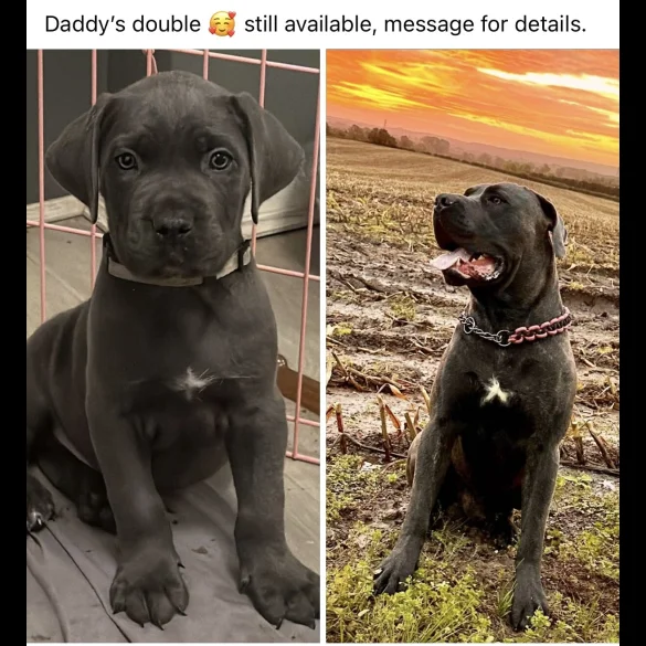 Cane Corso - Both