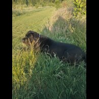 Cane Corso - Both