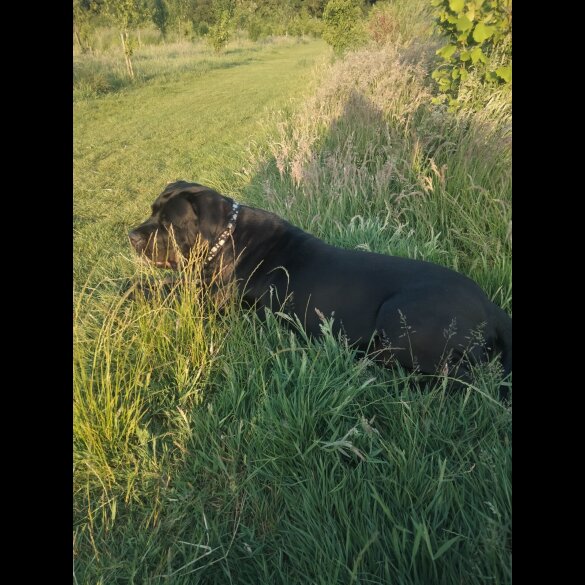 Cane Corso - Both