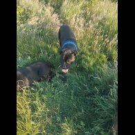 Cane Corso - Both