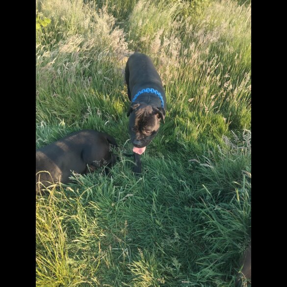 Cane Corso - Both