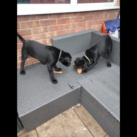 Cane Corso - Both