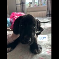 Cane Corso - Bitches
