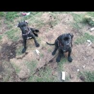 Cane Corso - Both