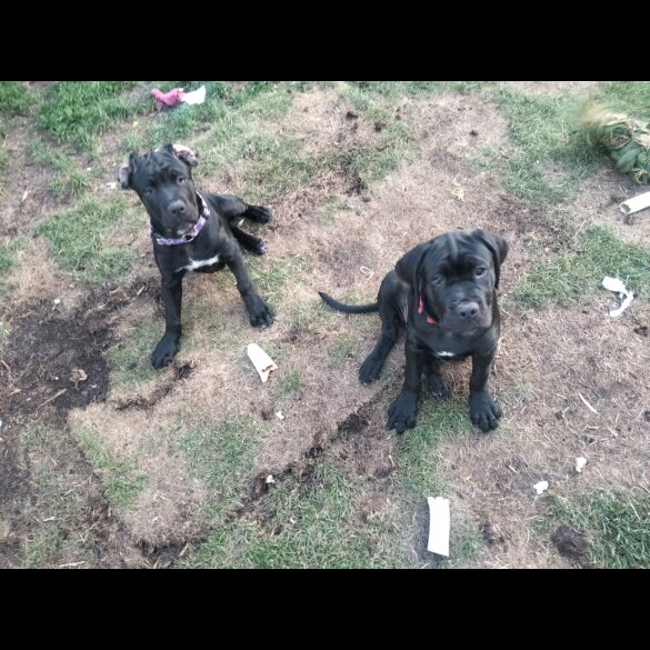 Cane Corso - Both