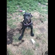 Cane Corso - Both