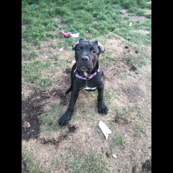 Cane Corso - Both