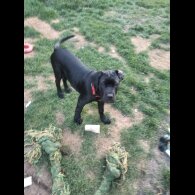 Cane Corso - Both