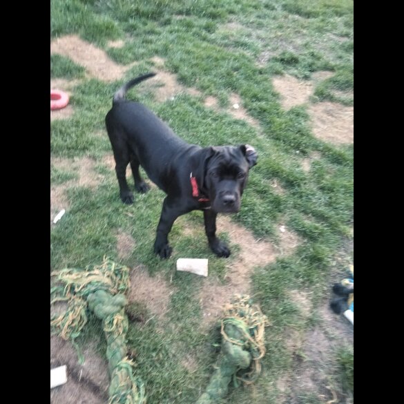 Cane Corso - Both