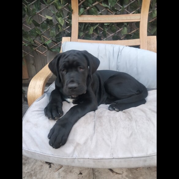 Cane Corso - Both