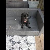 Cane Corso - Both